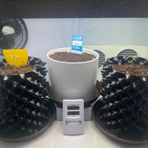 Cookies Gelato #2 - 120cm Indoor Scrog - 2024 growlog timeline photo