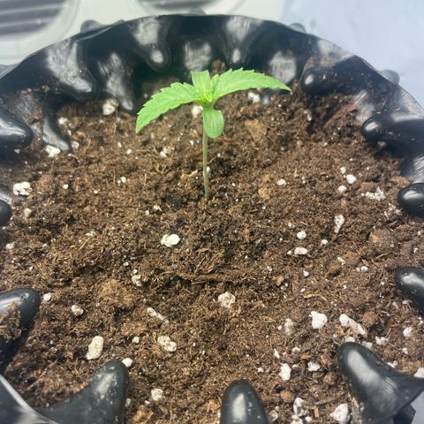 Cookies Gelato #2 - 120cm Indoor Scrog - 2024 growlog timeline photo