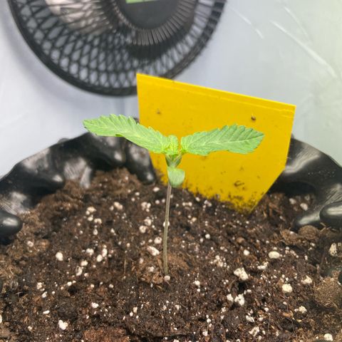 Cookies Gelato #2 - 120cm Indoor Scrog - 2024 growlog timeline photo