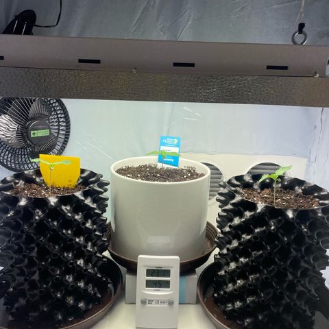 Cookies Gelato #2 - 120cm Indoor Scrog - 2024 growlog timeline photo