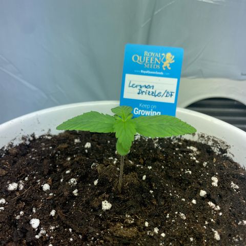 Cookies Gelato #2 - 120cm Indoor Scrog - 2024 growlog timeline photo