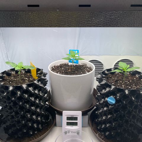 Cookies Gelato #2 - 120cm Indoor Scrog - 2024 growlog timeline photo