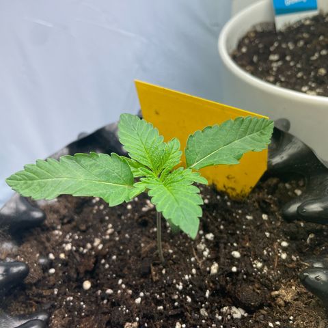 Cookies Gelato #1 - 120cm Indoor Scrog - 2024 growlog timeline photo