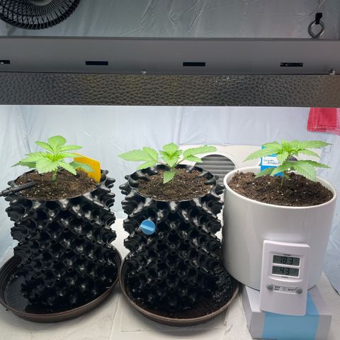Cookies Gelato #2 - 120cm Indoor Scrog - 2024 growlog timeline photo