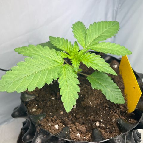 Cookies Gelato #1 - 120cm Indoor Scrog - 2024 growlog timeline photo