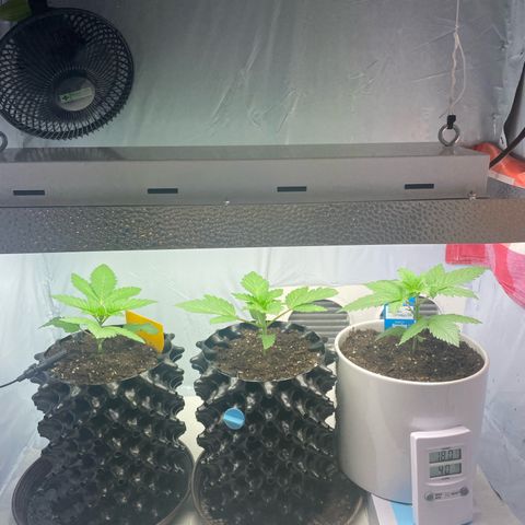 Cookies Gelato #2 - 120cm Indoor Scrog - 2024 growlog timeline photo