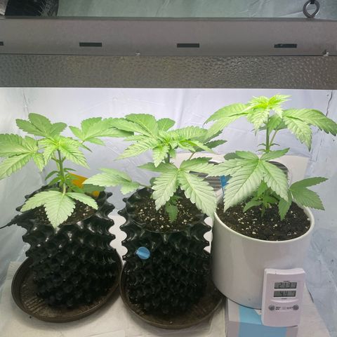 Cookies Gelato #2 - 120cm Indoor Scrog - 2024 growlog timeline photo