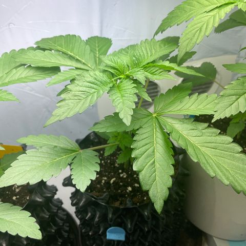 Cookies Gelato #2 - 120cm Indoor Scrog - 2024 growlog timeline photo