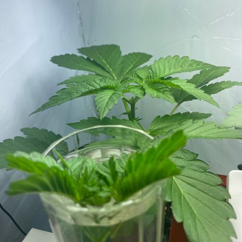Cookies Gelato #1 - 120cm Indoor Scrog - 2024 growlog timeline photo