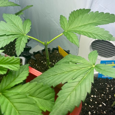 Cookies Gelato #2 - 120cm Indoor Scrog - 2024 growlog timeline photo