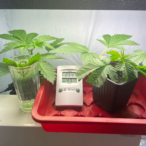 Cookies Gelato #2 - 120cm Indoor Scrog - 2024 growlog photo: Mainlining Stecklinge von Cookies Gelato #2 und Lemon Drizzle