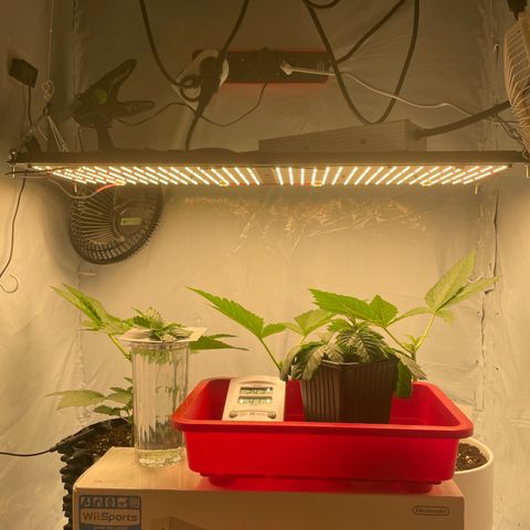 Cookies Gelato #2 - 120cm Indoor Scrog - 2024 growlog photo: Blüte LED 240 Watt