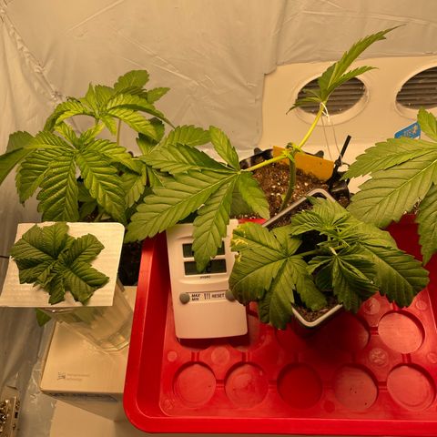 Cookies Gelato #2 - 120cm Indoor Scrog - 2024 growlog timeline photo