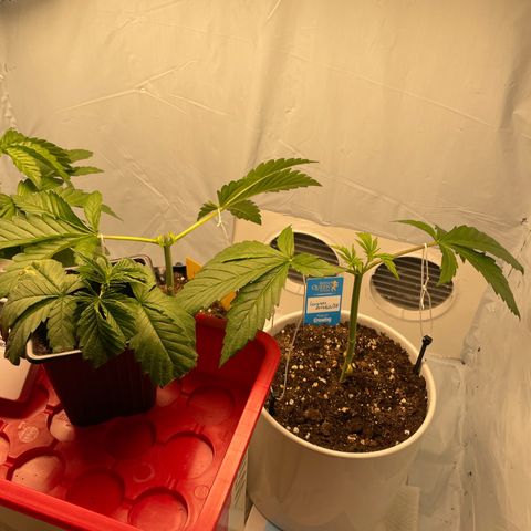 Cookies Gelato #2 - 120cm Indoor Scrog - 2024 growlog timeline photo
