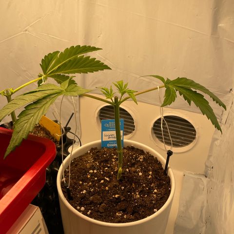 Cookies Gelato #2 - 120cm Indoor Scrog - 2024 growlog timeline photo