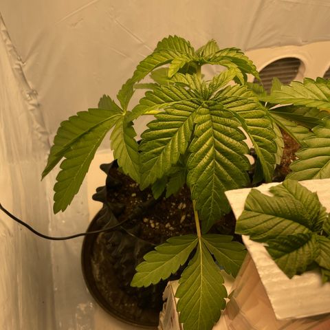 Cookies Gelato #2 - 120cm Indoor Scrog - 2024 growlog timeline photo