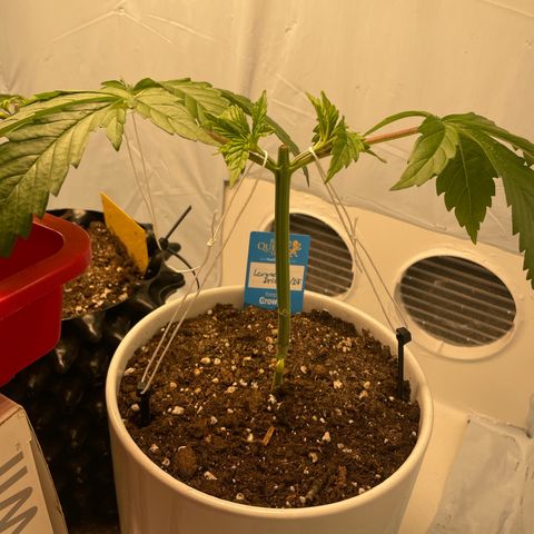 Cookies Gelato #2 - 120cm Indoor Scrog - 2024 growlog timeline photo