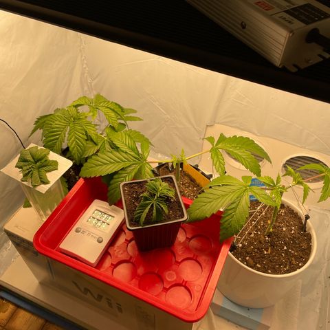 Cookies Gelato #2 - 120cm Indoor Scrog - 2024 growlog timeline photo