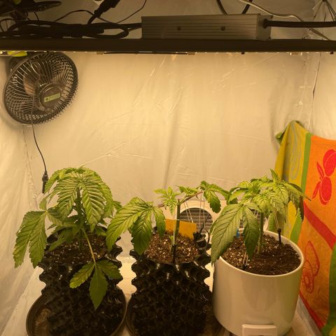 Cookies Gelato #2 - 120cm Indoor Scrog - 2024 growlog timeline photo