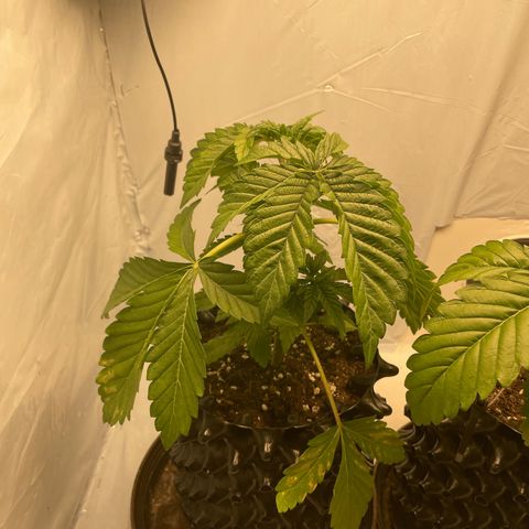 Cookies Gelato #2 - 120cm Indoor Scrog - 2024 growlog timeline photo