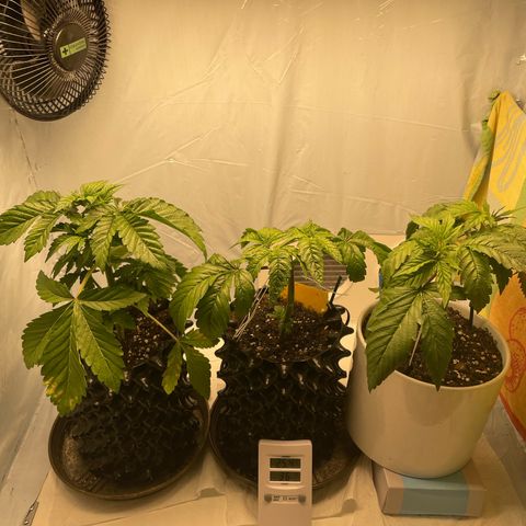 Cookies Gelato #2 - 120cm Indoor Scrog - 2024 growlog timeline photo