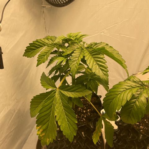 Cookies Gelato #1 - 120cm Indoor Scrog - 2024 growlog timeline photo