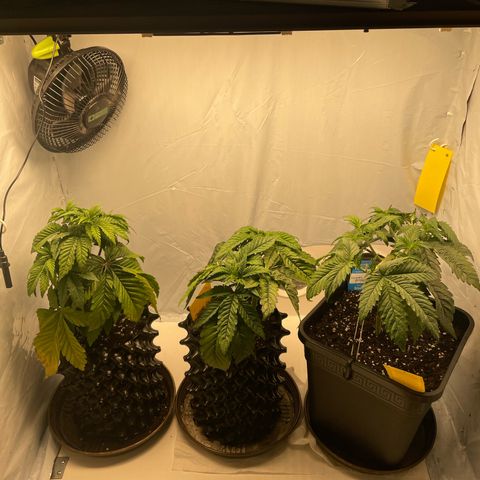 Cookies Gelato #2 - 120cm Indoor Scrog - 2024 growlog timeline photo