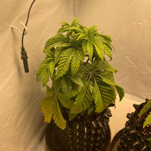 Cookies Gelato #1 - 120cm Indoor Scrog - 2024 growlog timeline photo