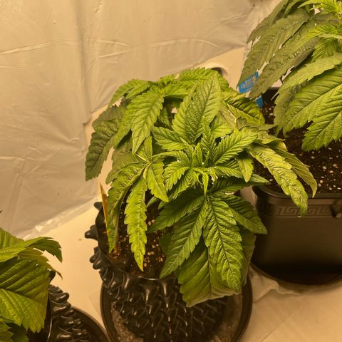 Cookies Gelato #2 - 120cm Indoor Scrog - 2024 growlog timeline photo