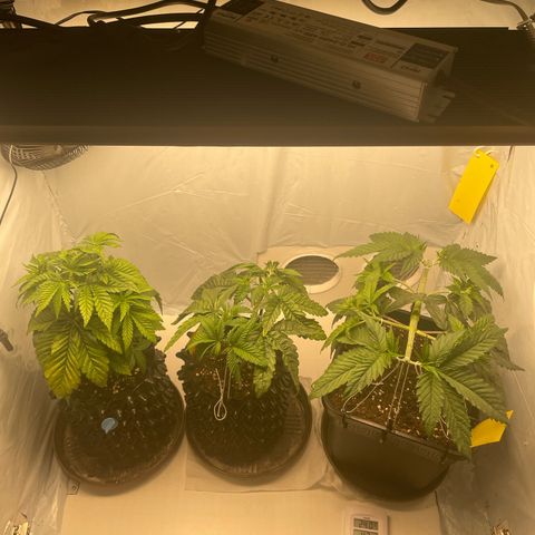 Cookies Gelato #2 - 120cm Indoor Scrog - 2024 growlog timeline photo
