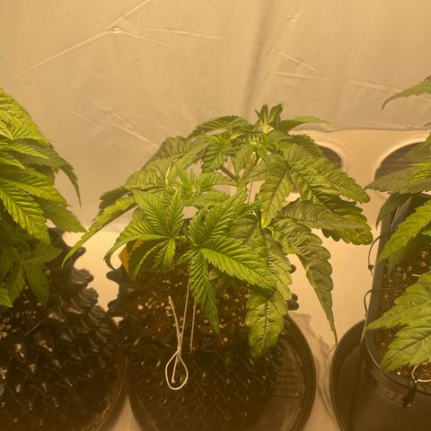 Cookies Gelato #2 - 120cm Indoor Scrog - 2024 growlog timeline photo