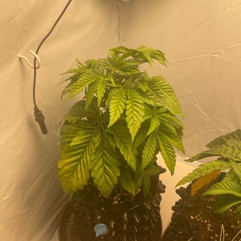 Cookies Gelato #1 - 120cm Indoor Scrog - 2024 growlog timeline photo