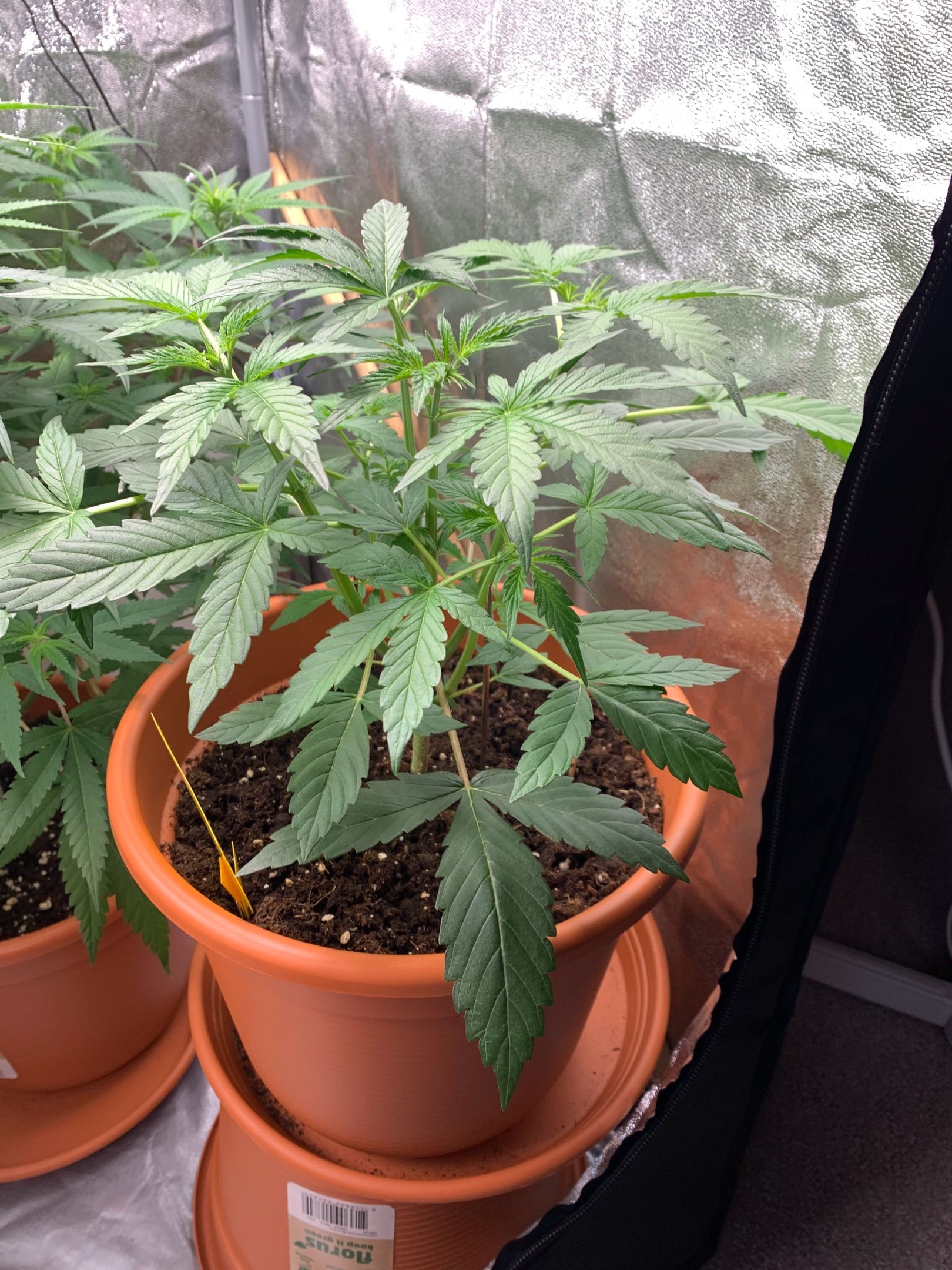 Auto Euforia growlog header