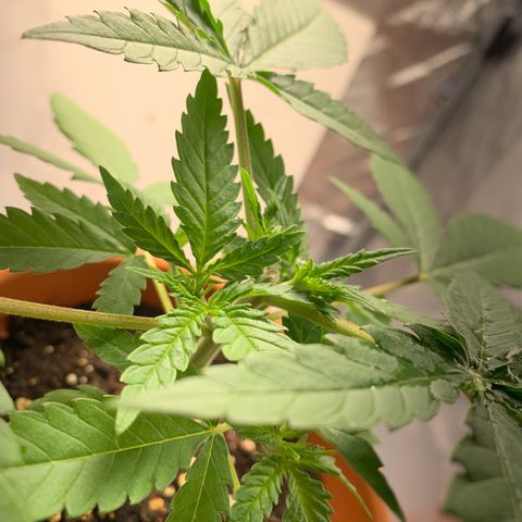 Unbekannte Sorte  (Buds gingen in Richtung Haze die den Samen gespendet haben)   growlog timeline photo