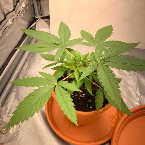 Unbekannte Sorte  (Buds gingen in Richtung Haze die den Samen gespendet haben)   growlog timeline photo