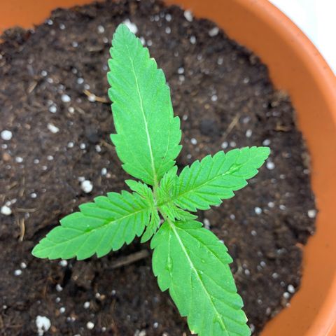 Unbekannte Sorte  (Buds gingen in Richtung Haze die den Samen gespendet haben)   growlog timeline photo