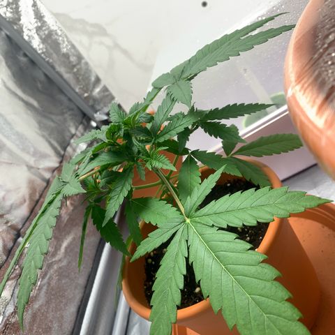 Unbekannte Sorte  (Buds gingen in Richtung Haze die den Samen gespendet haben)   growlog timeline photo