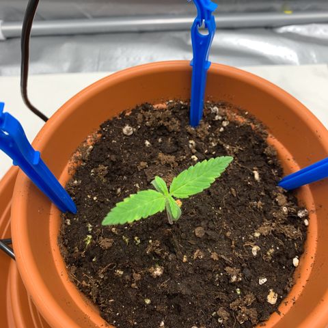 Unbekannte Sorte  (Buds gingen in Richtung Haze die den Samen gespendet haben)   growlog timeline photo