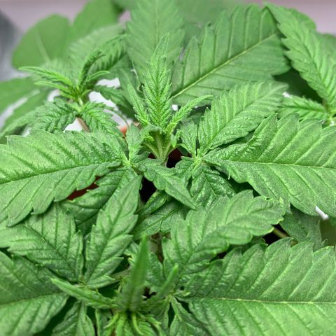 Unbekannte Sorte  (Buds gingen in Richtung Haze die den Samen gespendet haben)   growlog timeline photo