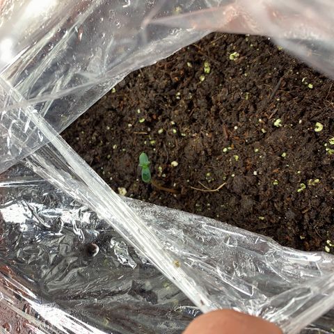 Auto Euforia  growlog photo
