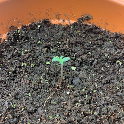 Auto Euforia  growlog photo