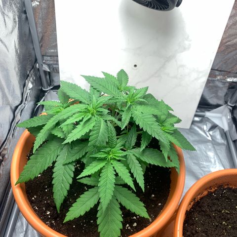 Unbekannte Sorte  (Buds gingen in Richtung Haze die den Samen gespendet haben)   growlog photo: Direkt nach Dünger Zugabe 