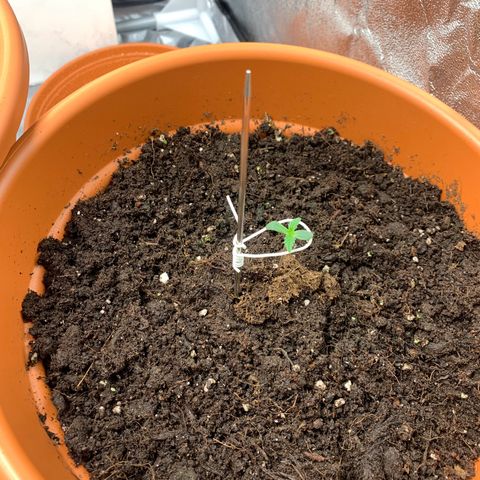 Auto Euforia  growlog photo