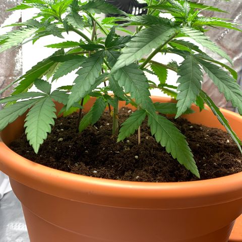 Unbekannte Sorte  (Buds gingen in Richtung Haze die den Samen gespendet haben)   growlog photo: Leichtes Dehnen und Biegen der oberen Hauptstänge 