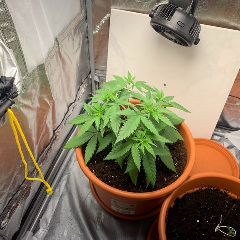 Unbekannte Sorte  (Buds gingen in Richtung Haze die den Samen gespendet haben)   growlog photo: Leichtes Dehnen und Biegen der oberen Hauptstänge 
