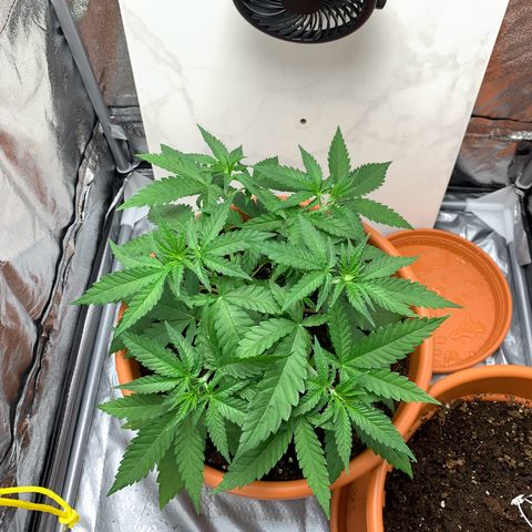 Unbekannte Sorte  (Buds gingen in Richtung Haze die den Samen gespendet haben)   growlog photo: 25cm Höhe / nochmals neu gebogen (schnelle Annahme Wachstumsrichtung)