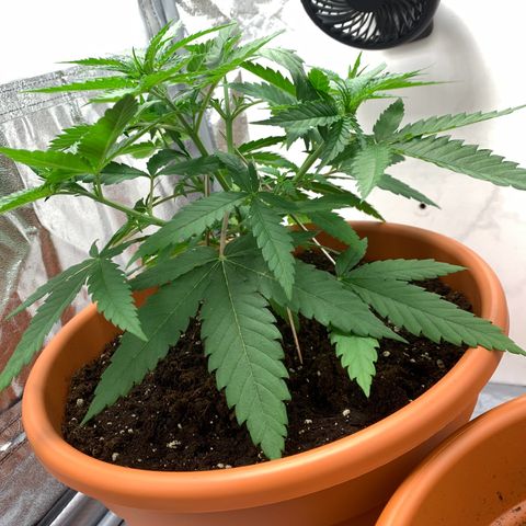 Unbekannte Sorte  (Buds gingen in Richtung Haze die den Samen gespendet haben)   growlog photo: 25cm Höhe / nochmals neu gebogen (schnelle Annahme Wachstumsrichtung)