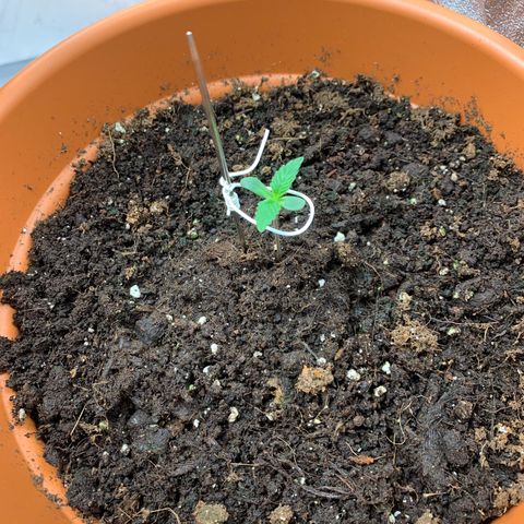 Auto Euforia  growlog photo