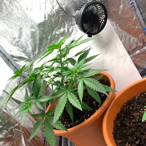 Unbekannte Sorte  (Buds gingen in Richtung Haze die den Samen gespendet haben)   growlog photo: Unten rum etwas ausgedünnt ✂️