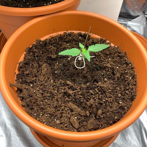 Auto Euforia  growlog photo: 1. Richtiges Blattpaar bildet sich (danach Beginn Wachstumsphase)